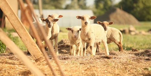 Cute Lambs Grazing in a Rural Green Field