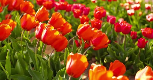 Tulips on Agruiculture Field Holland