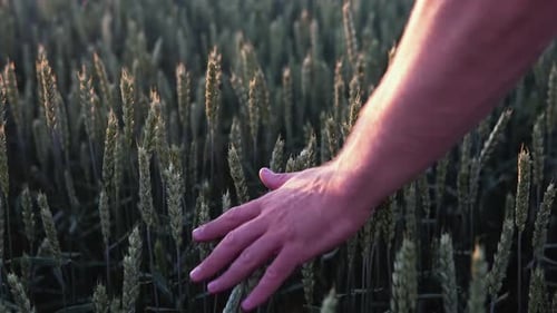 Man with His Back to the Viewer in a Field of Wheat Touched By the Hand of Spikes in the Sunset