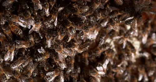 |European Honey Bee, apis mellifera, Black Bees on a wild Ray, Bee Hive in Normandy, Real Time 4K