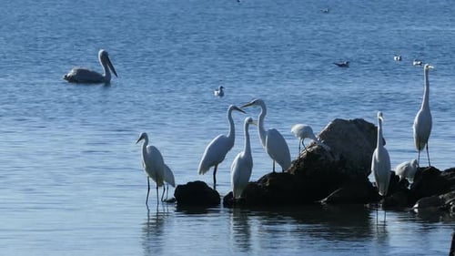 Garcetas grandes en el paseo marítimo