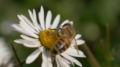Honey Bee Daisy Close Up