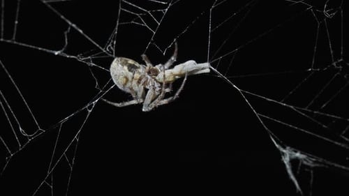 Spider Eating Prey at Night