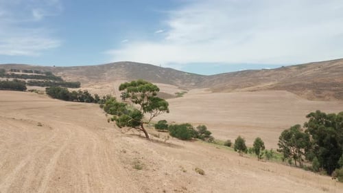 Tree in a Sloping Hill and Landscape in the Background