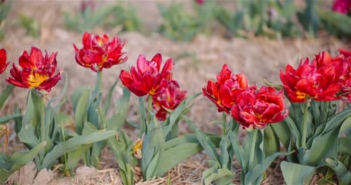 Blooming Tulips on Flowers Plantation Farm