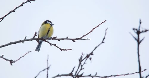 beautiful small bird great tit in winter