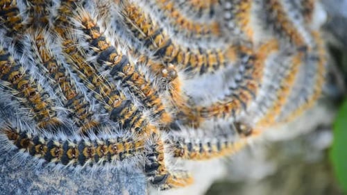 Caterpillars Processionary Moving