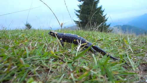 Fire Salamander Walking Through a Grassy Mountain Meadow