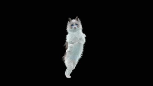 Katze tanzt HD