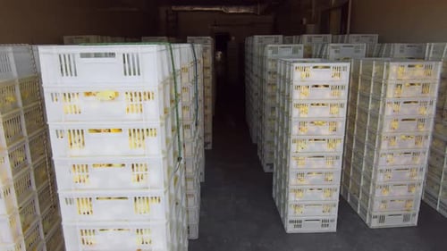 Stacked Crates of Baby Chicks in Warehouse