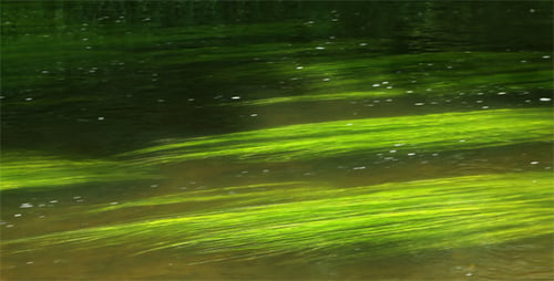 Grüner Seetang im Fluss