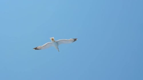 Seagull Above Blue Sea. Bird Among the Sea. Wild Bird Flying High. Travel Concept. Freedom Idea