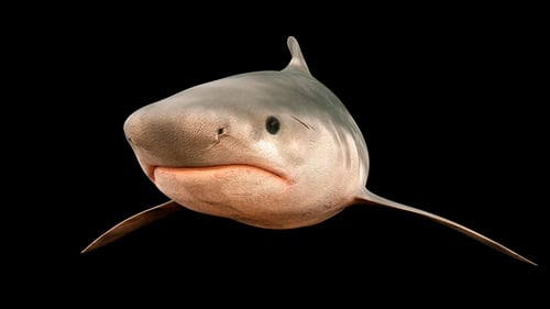 Shark with Alpha Channel