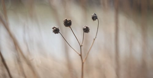 Old Blade Of Grass