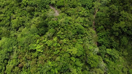 Im Wald wiegende Bäume