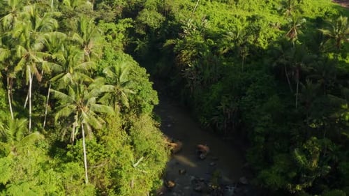 Aerial View of Tropical Rainforest and River