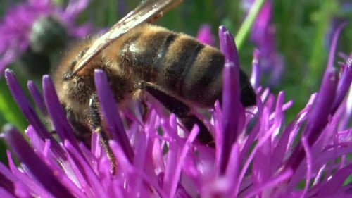 Extreme close up of wildlife bee working in blooming petal of flower