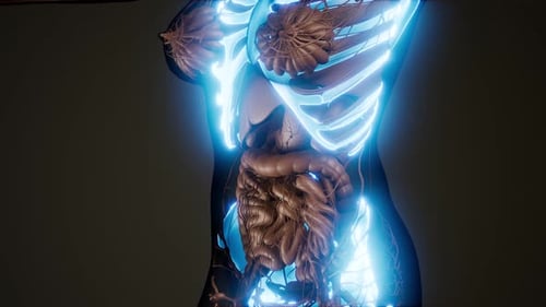 3D Female Torso Scan with Glowing Internal Organs