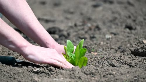 Young Woman with a Garden Shovel Plants a Green Plant. Close-up of Farmer's Hands