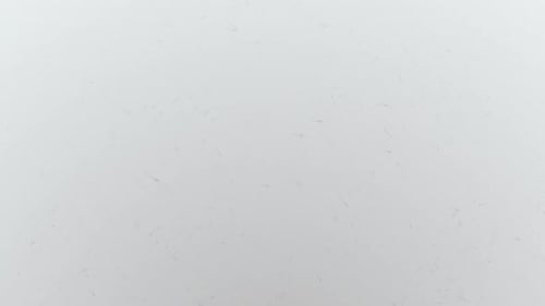 various forms of life in a drop of water. the simulation of the protozoan organism has loop