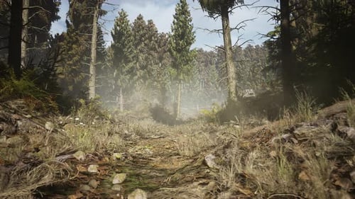 Pine and Spruce Tree Forest