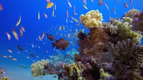 Tropical Fish Underwater Reef