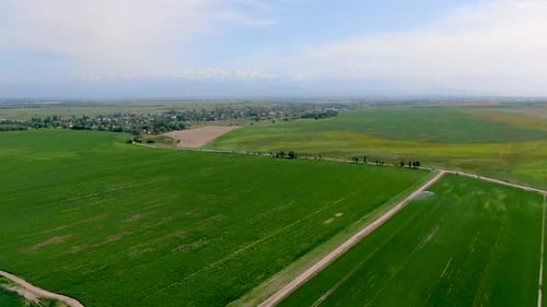 Luftaufnahme von grünen landwirtschaftlichen Feldern mit wachsenden Pflanzen