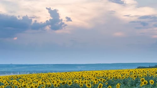 Timelapse of Sunflower Field on Sunset Background
