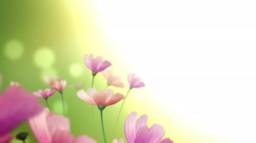 Fondo de flores borrosas 4K