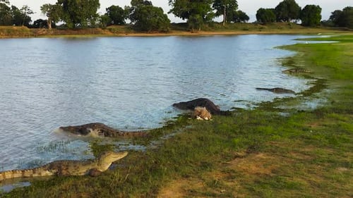 Crocodiles in Sri Lanka
