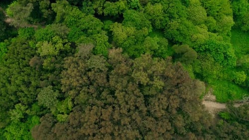 Grünes Laub Hintergrund