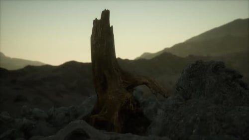 Dead Pine Tree at Granite Rock at Sunset