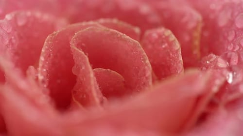 Pink Rose Close up
