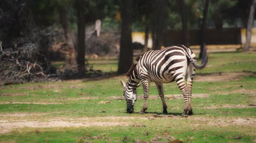Grant's Zebra grazing on the meadow