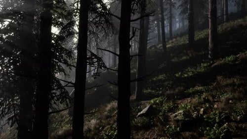 Calm Moody Forest in Misty Fog in the Morning