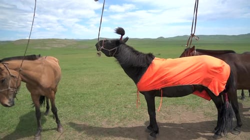 Atar una melena de caballo con una cuerda