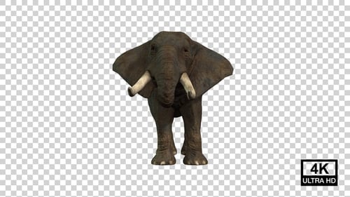 Elefant isst Vorderansicht