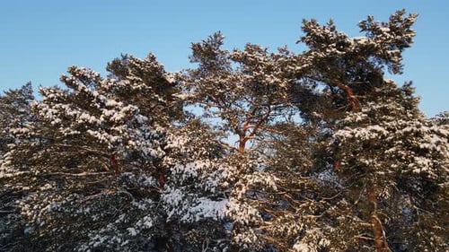 Forêt de pins en hiver recouverte de neige