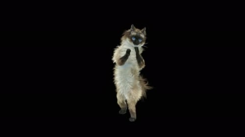 Katze 4K