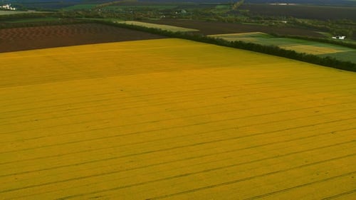 Aerial View Wheat Field at Countryside