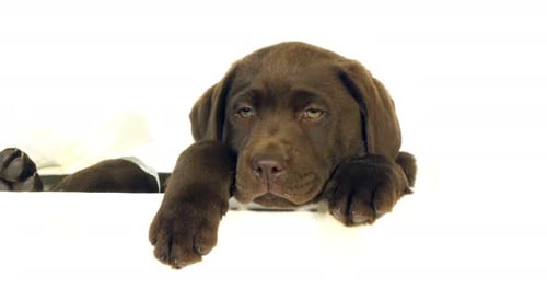 Brown Labrador Retriever, Puppy standing in a Box on White Background, Normandy, Slow Motion 4K