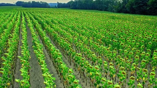 Trockenes Sommerfeld mit Sonnenblumen. Landwirtschaft in Polen. Trockenes Ackerland.