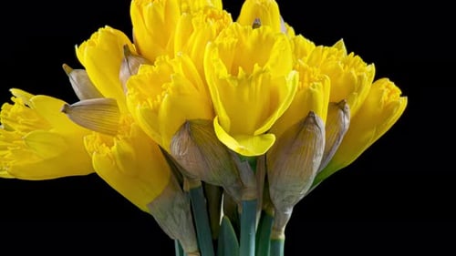 Daffodils Blooming in Time Lapse on Black Background