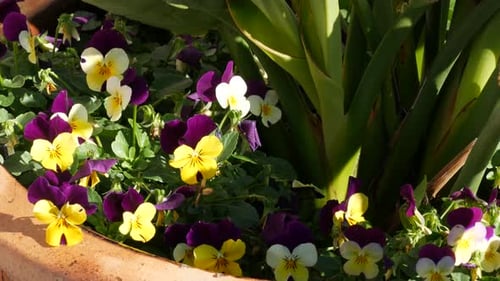 Ornamental Garden Flowers Home Gardening in California USA