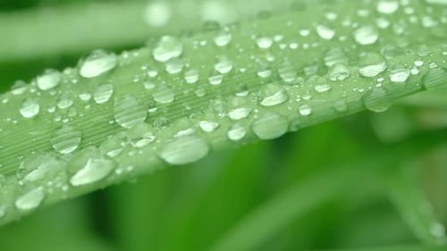 Beautiful Macro Shot of Raindrops on a Green Stalk of a Plant in the Afternoon After a Shower. Close