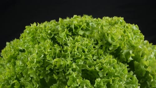 Fresh green Lettuce salad background