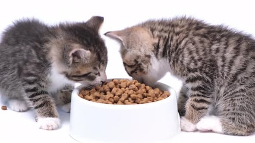 Two Kittens Eating Together from a Food Bowl