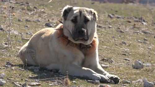Chien de berger dans la prairie