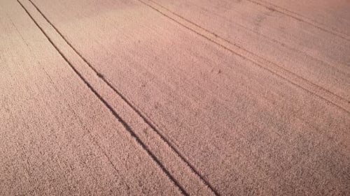 Agriculture wheat field with traces of tractor wheels