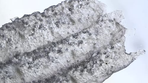 Tissue Microscopic Test